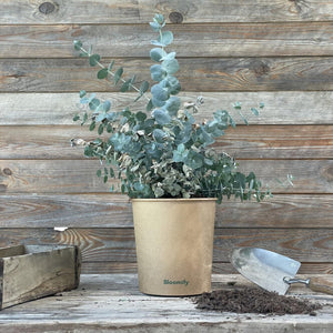 (B-Qualität) Eukalyptus "Eugen"