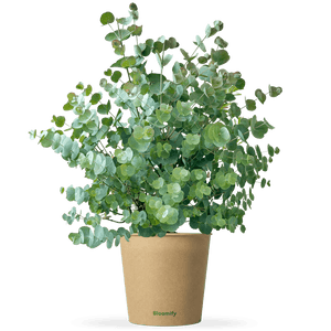 Eukalyptus "Emil"