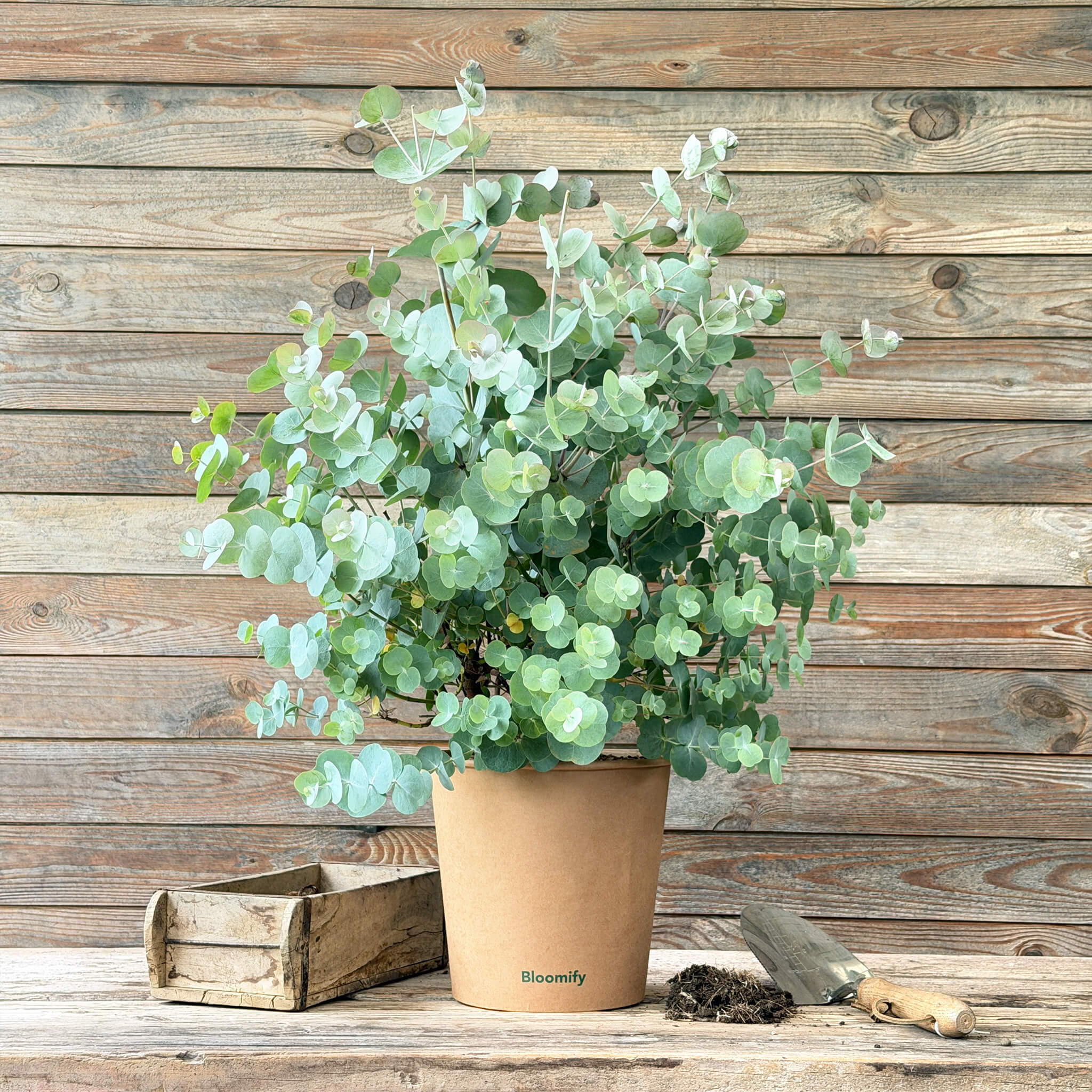 Eukalyptus "Emil"