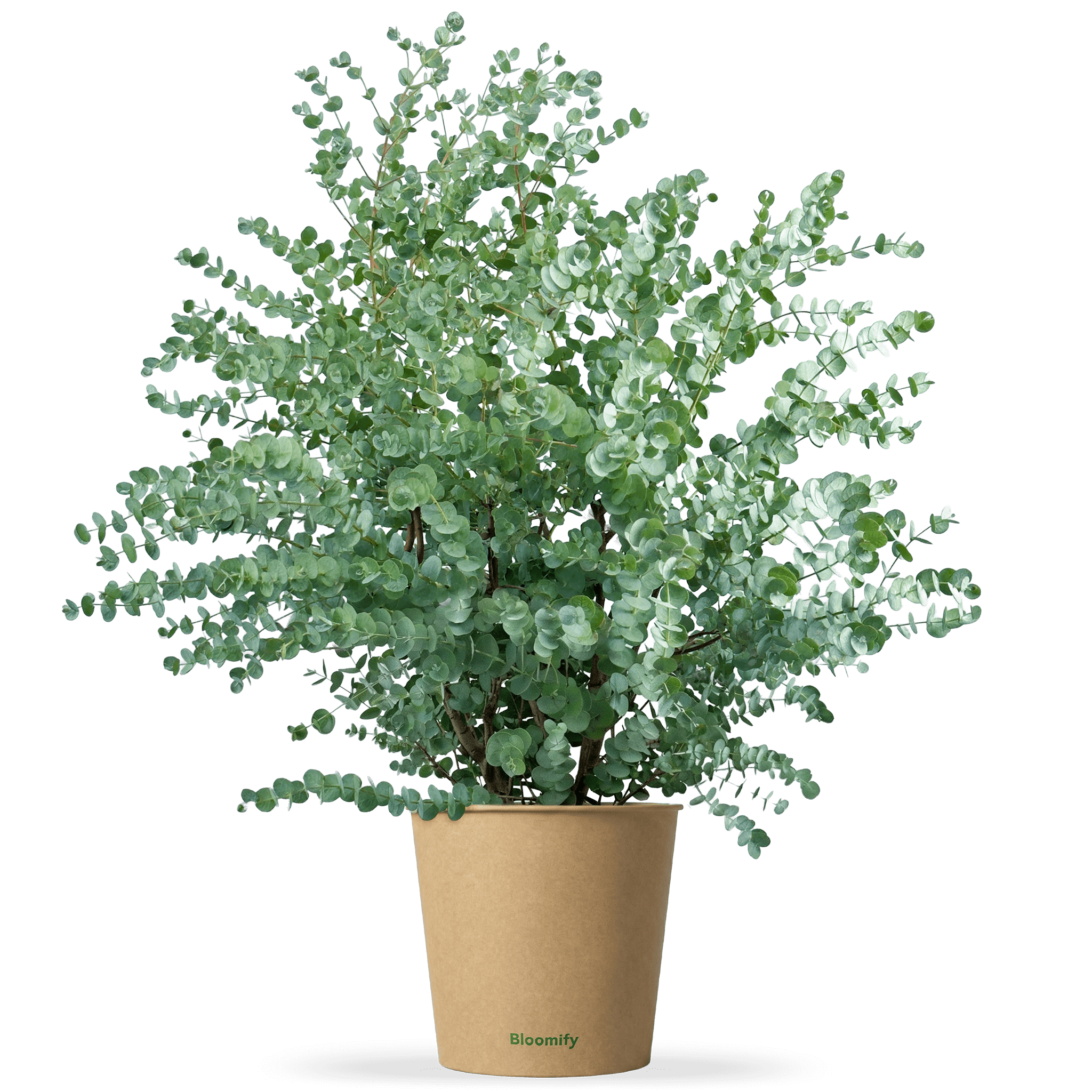 Balkon-Eukalyptus "Eugen"