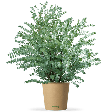 Balkon-Eukalyptus "Eugen"