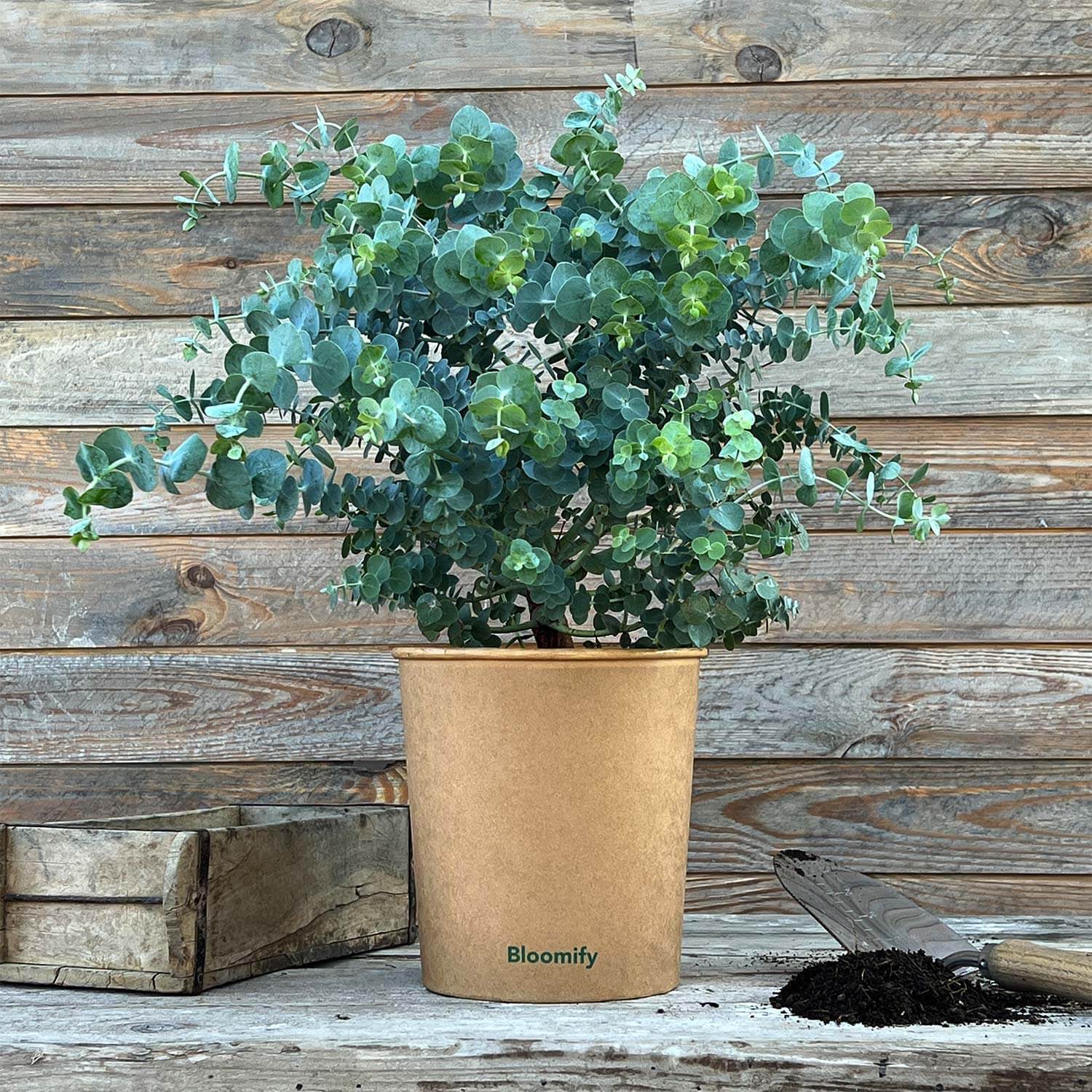 Eukalyptus "Eugen"