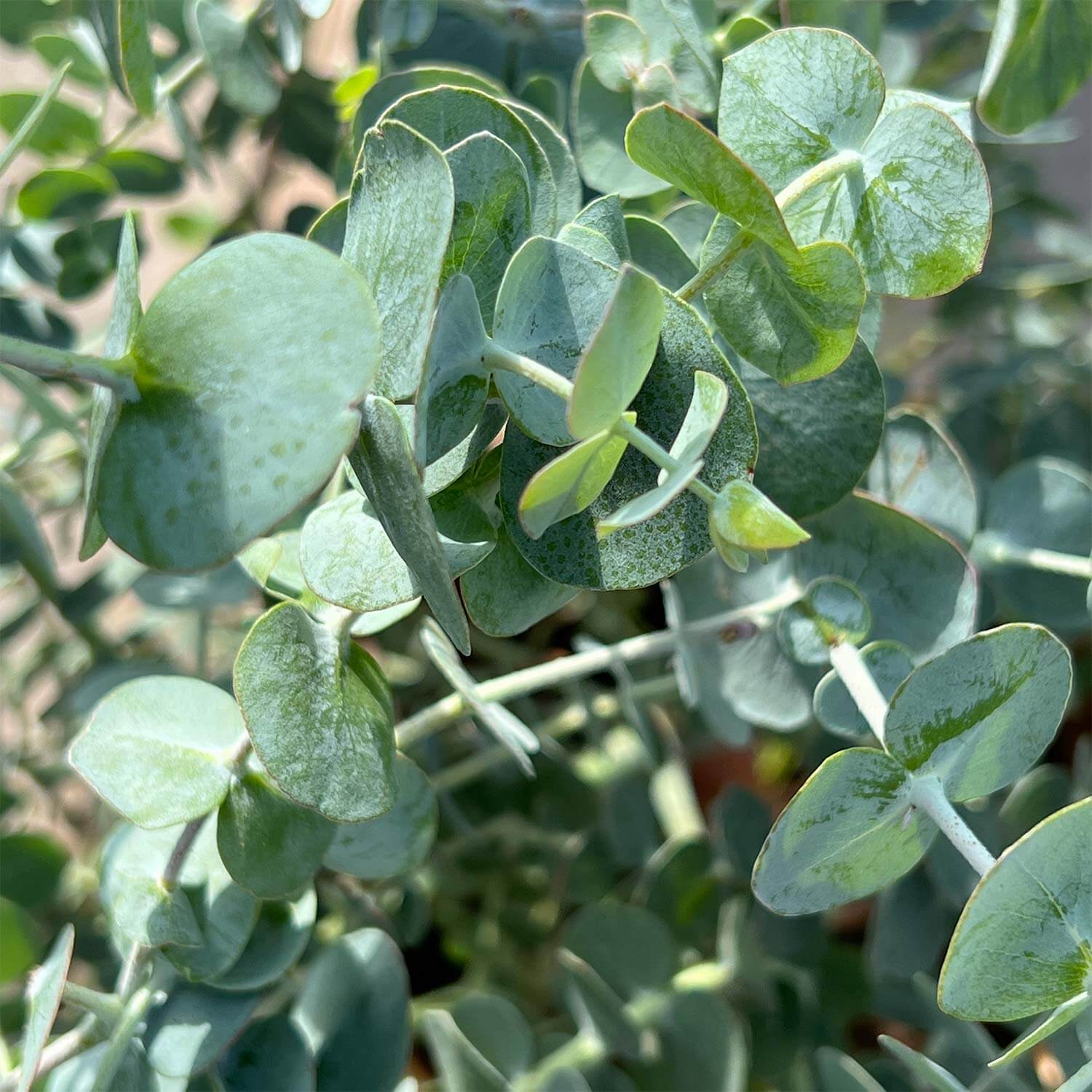 Eukalyptus "Eugen"