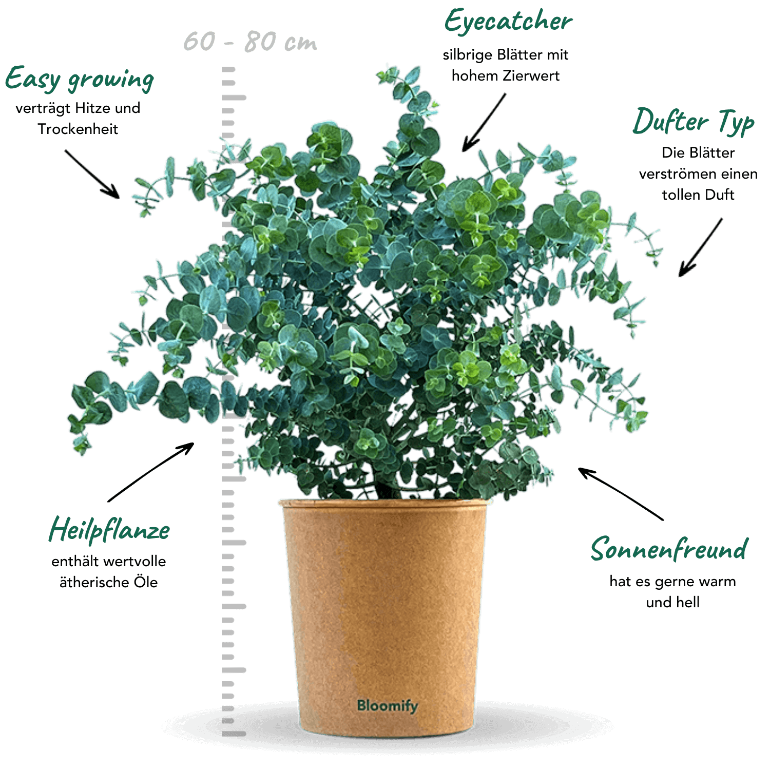 Eukalyptus "Eugen"