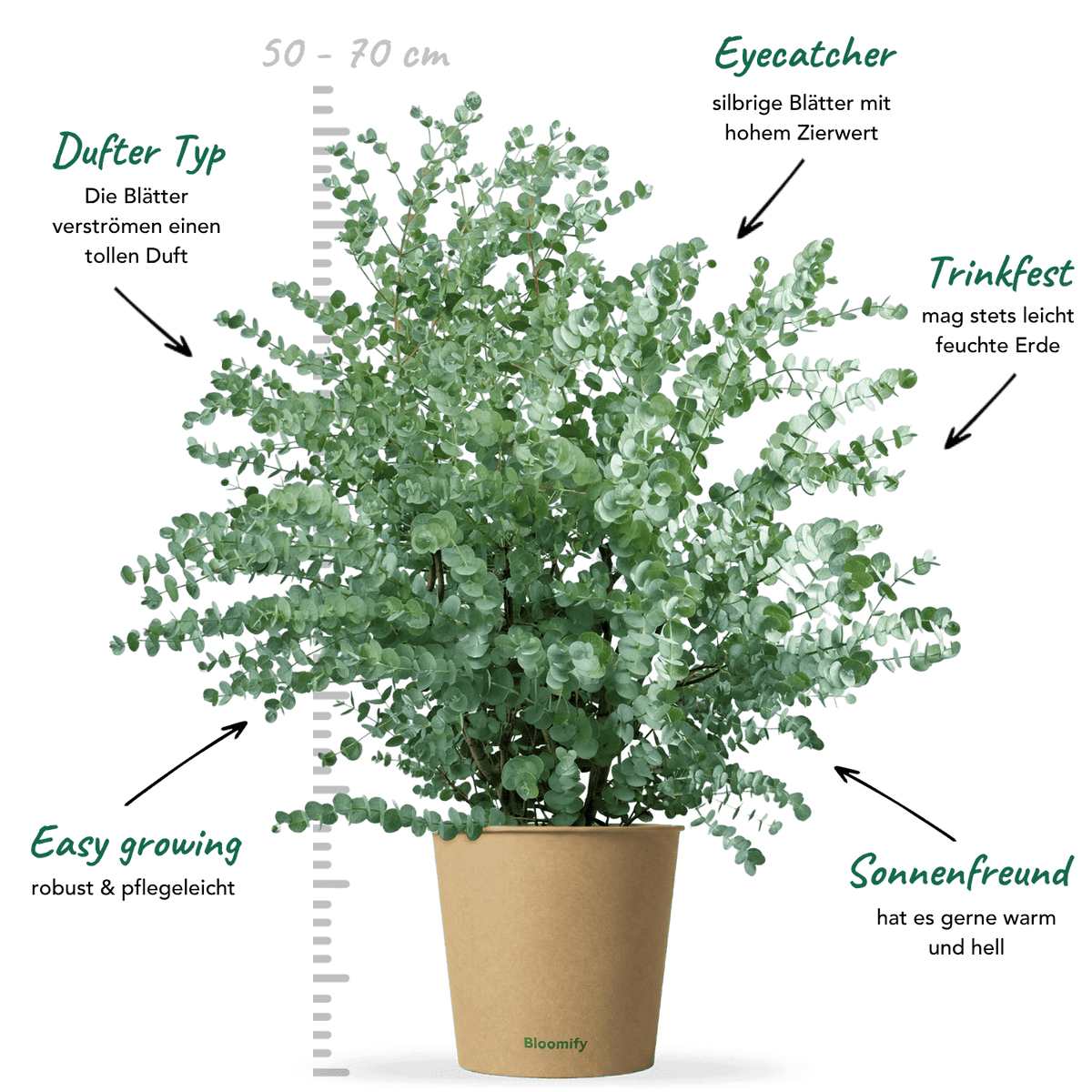 cdn/shop/files/eukalyptus-b0086-info-9