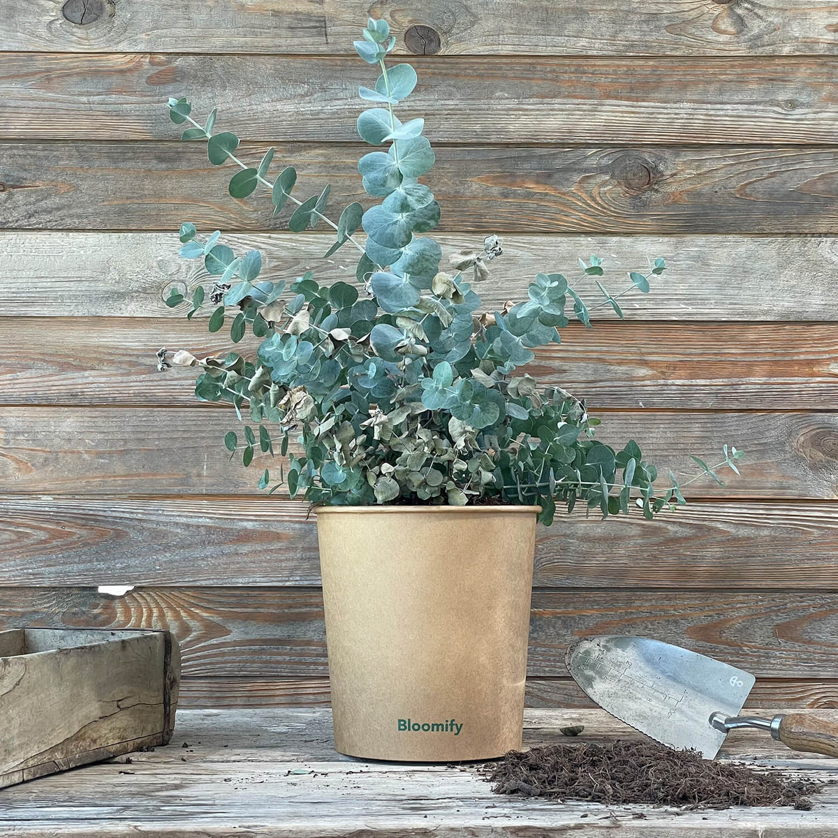 (B-Qualität) Eukalyptus "Eugen"