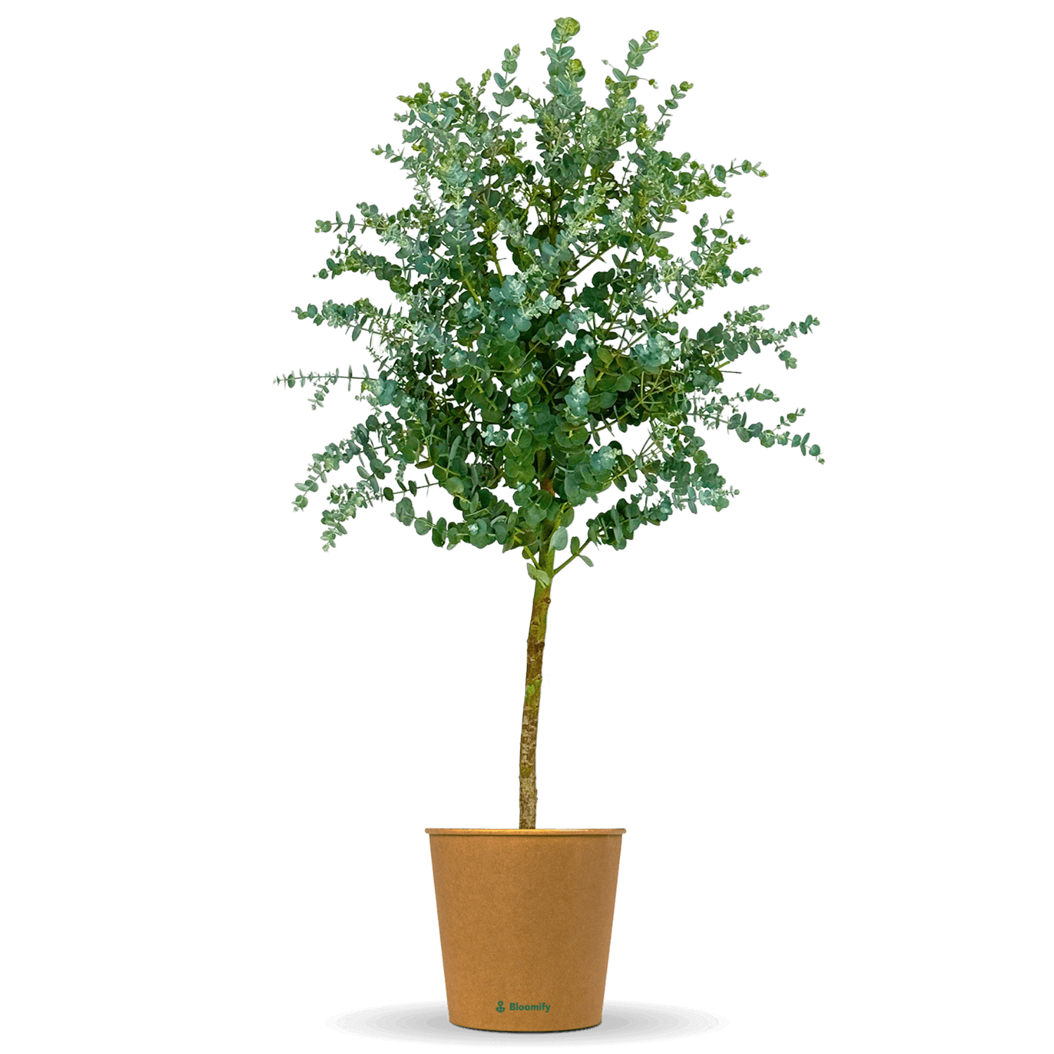 Eukalyptus Stamm "Eugenia"