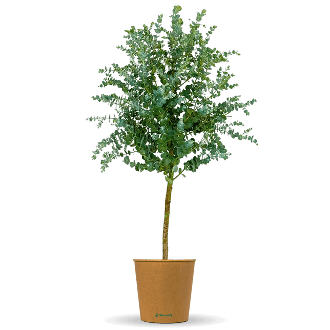 Eukalyptus Stamm "Eugenia"