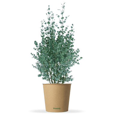 Balkon-Eukalyptus klein "Eugen"