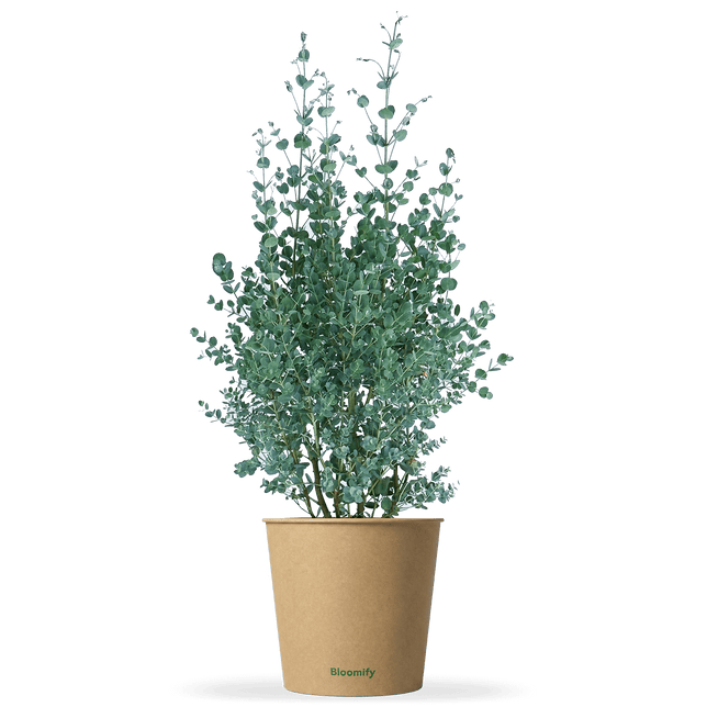 Balkon-Eukalyptus mittel "Eugen"