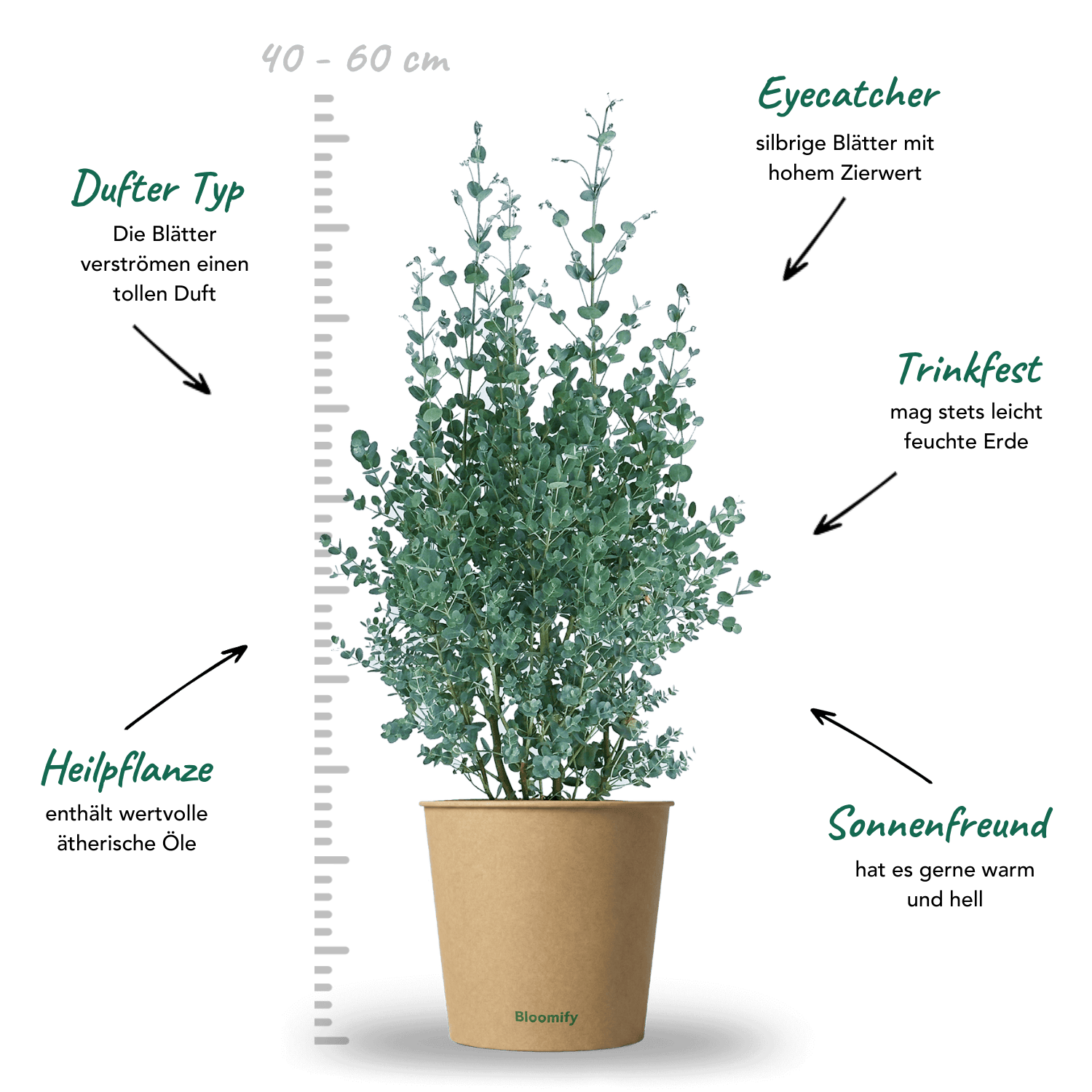 Balkon-Eukalyptus mittel "Eugen"
