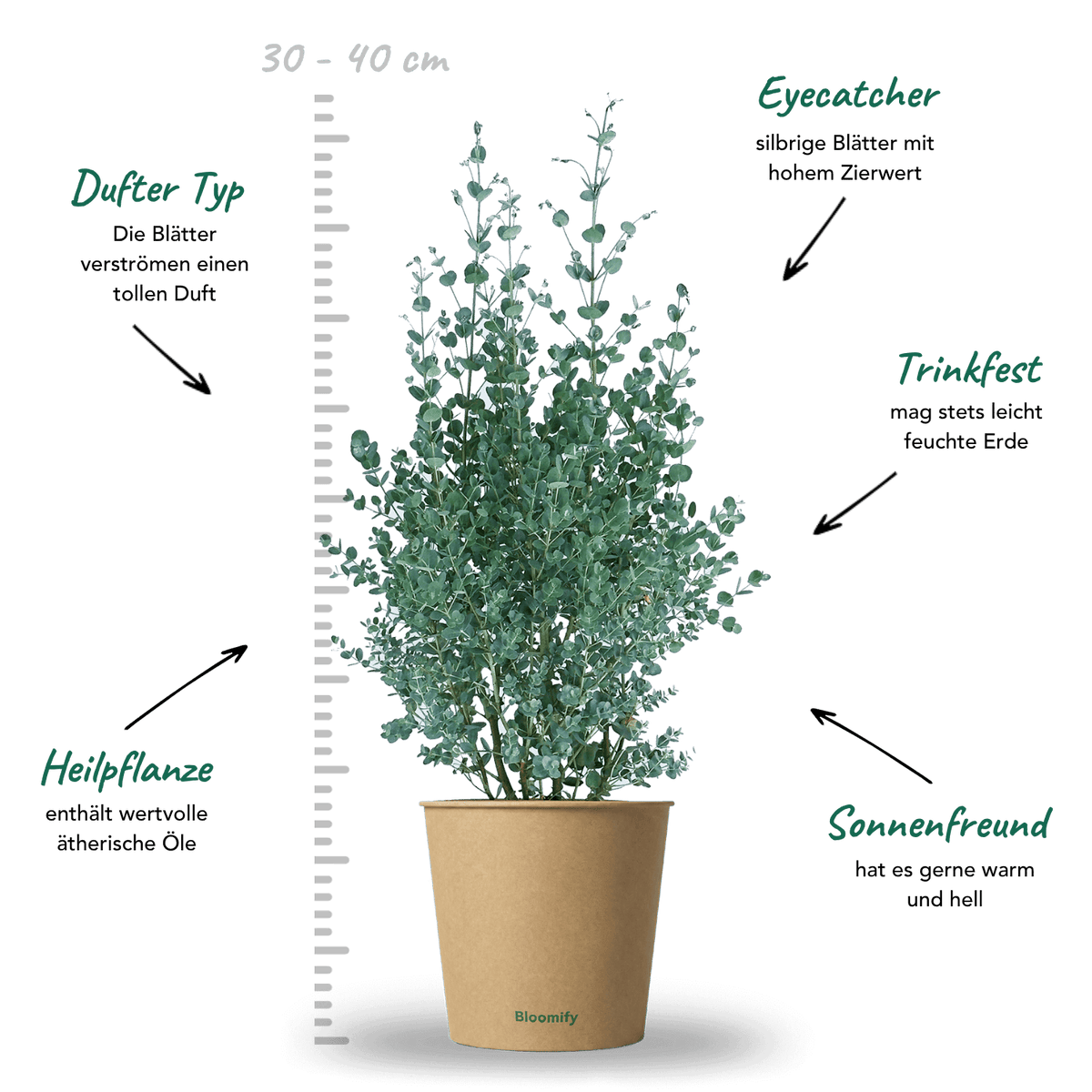Balkon-Eukalyptus mittel "Eugen"