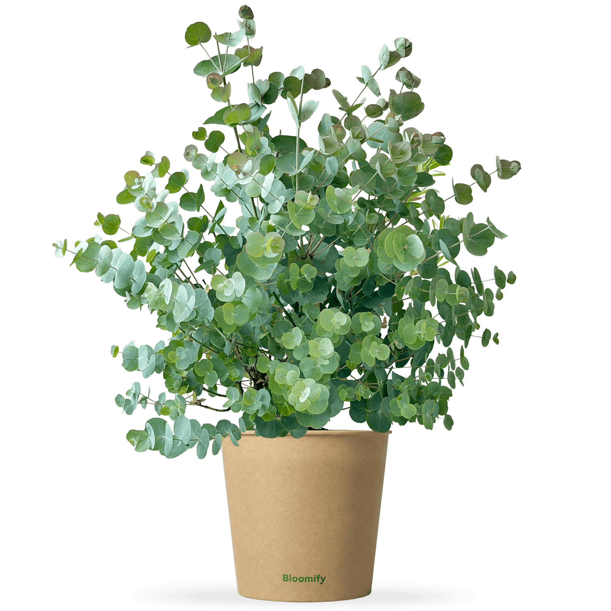 Eukalyptus "Emil"