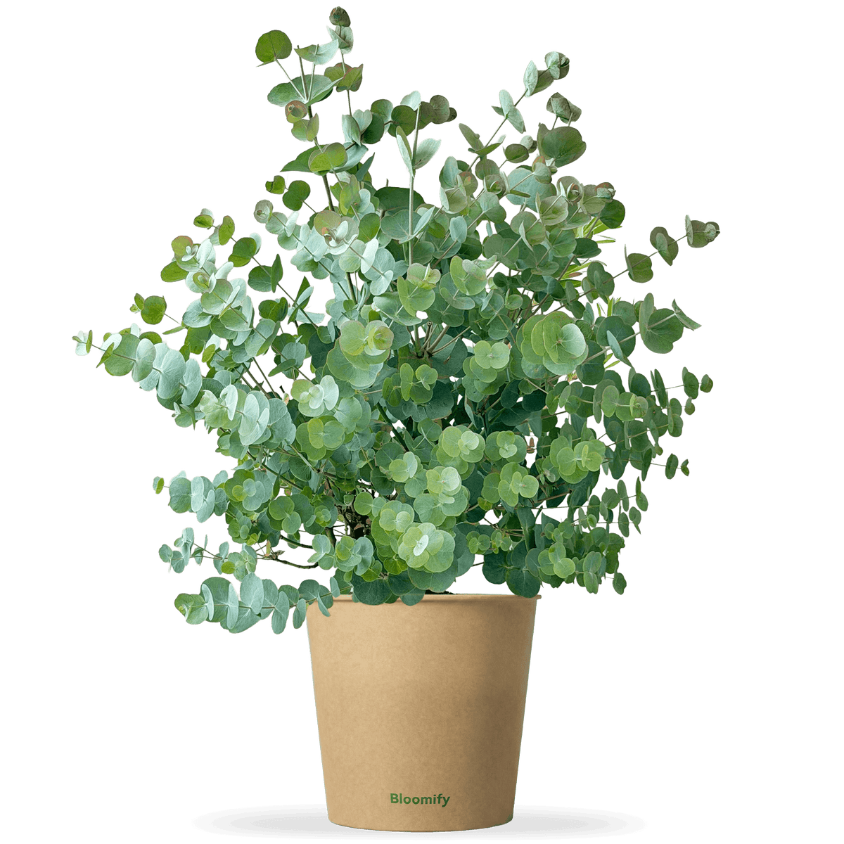 Eukalyptus "Emil"
