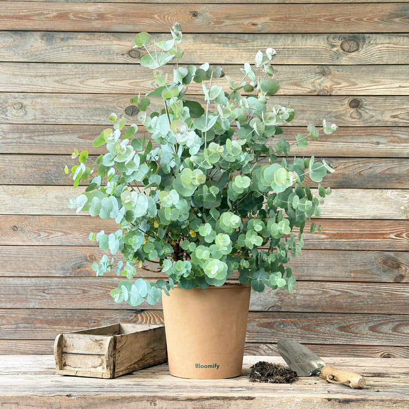 Eukalyptus "Emil"