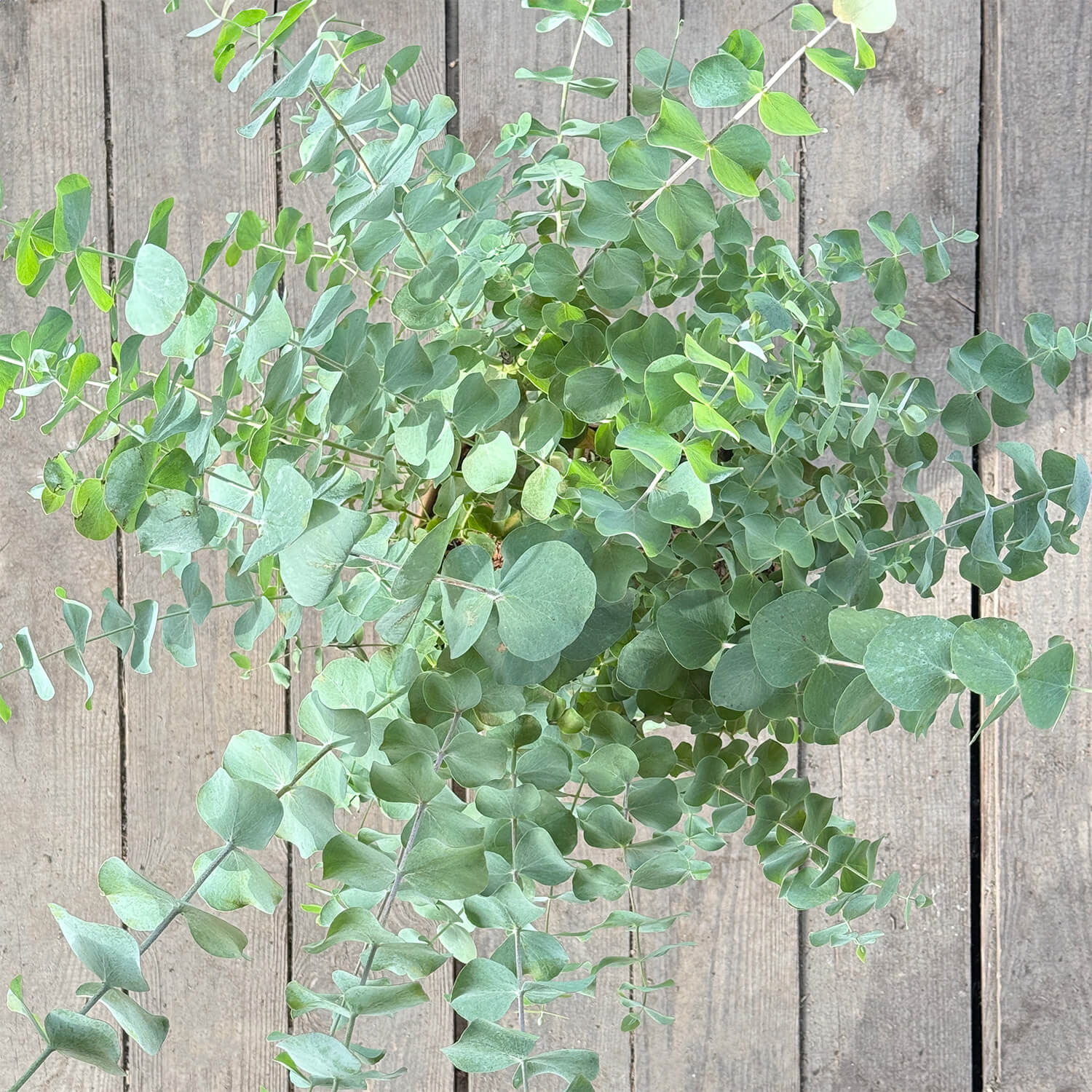 Eukalyptus "Emil"