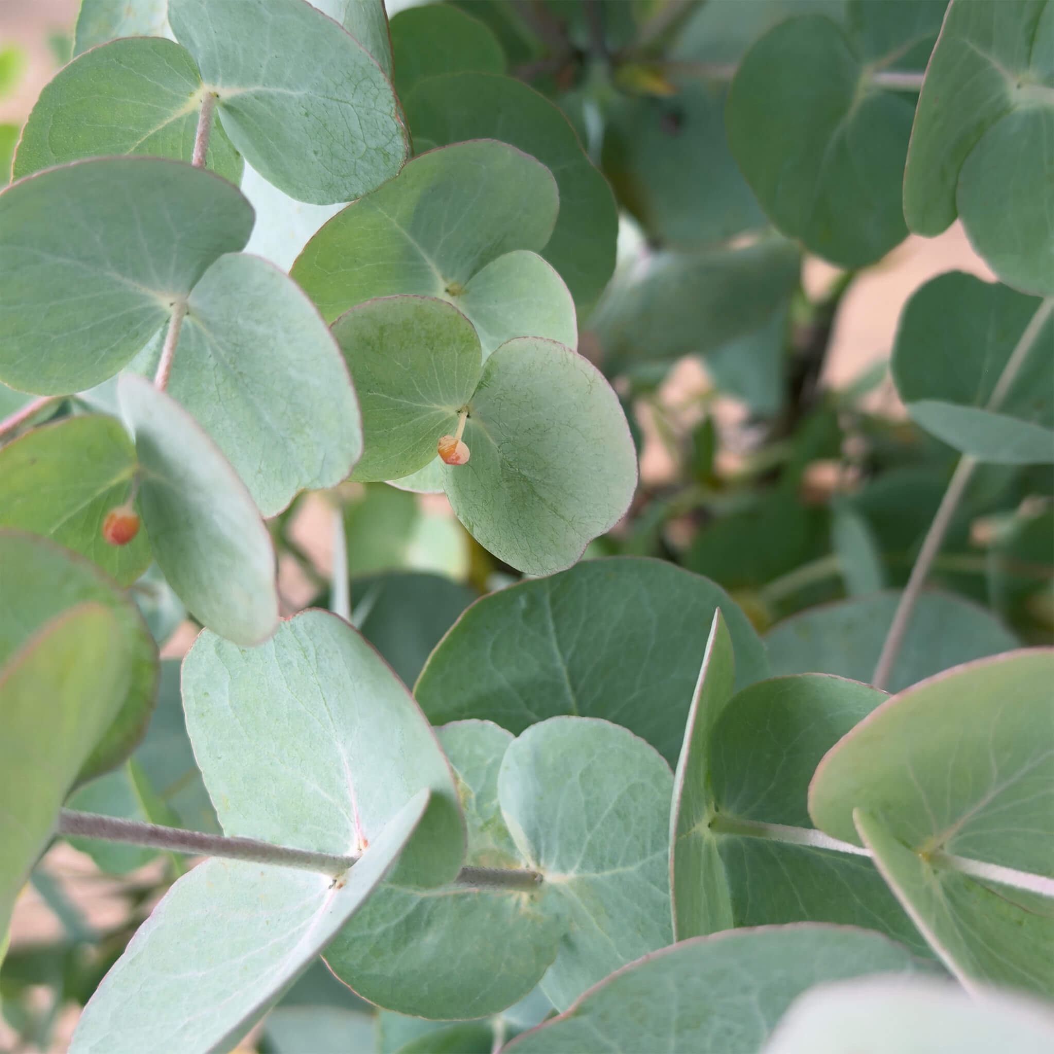 Eukalyptus "Emil"