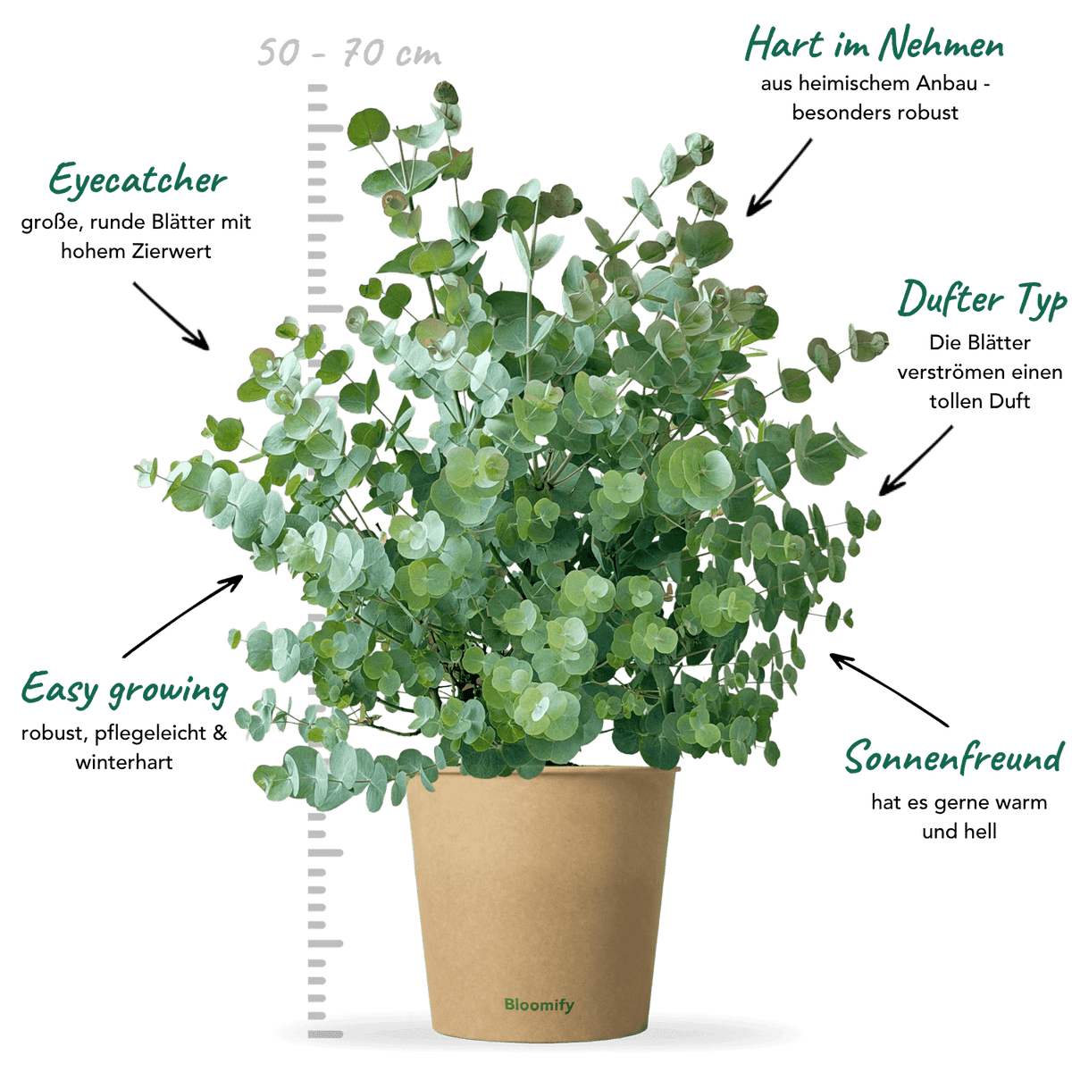 Eukalyptus "Emil"