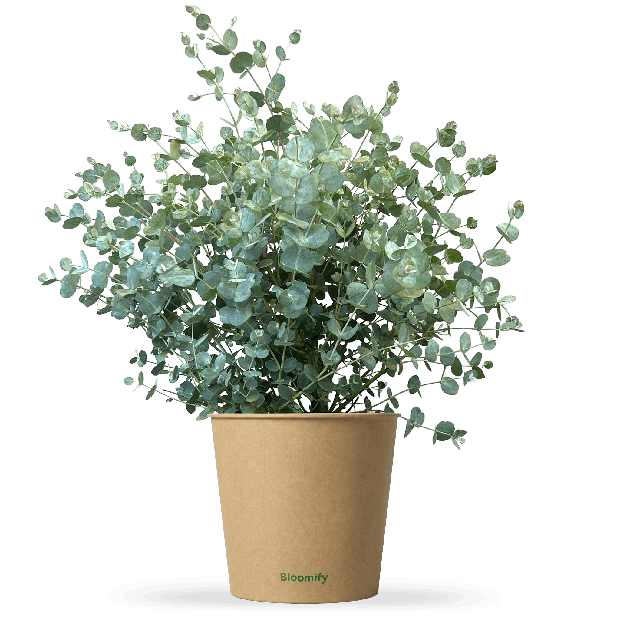 Eukalyptus mittel "Emil"