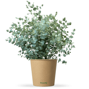 Eukalyptus mittel "Emil"