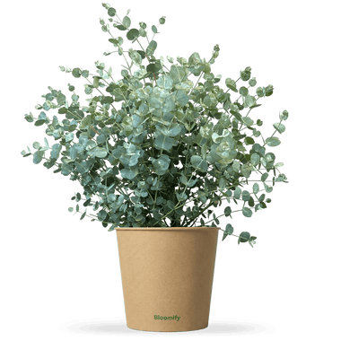 Eukalyptus mittel "Emil"