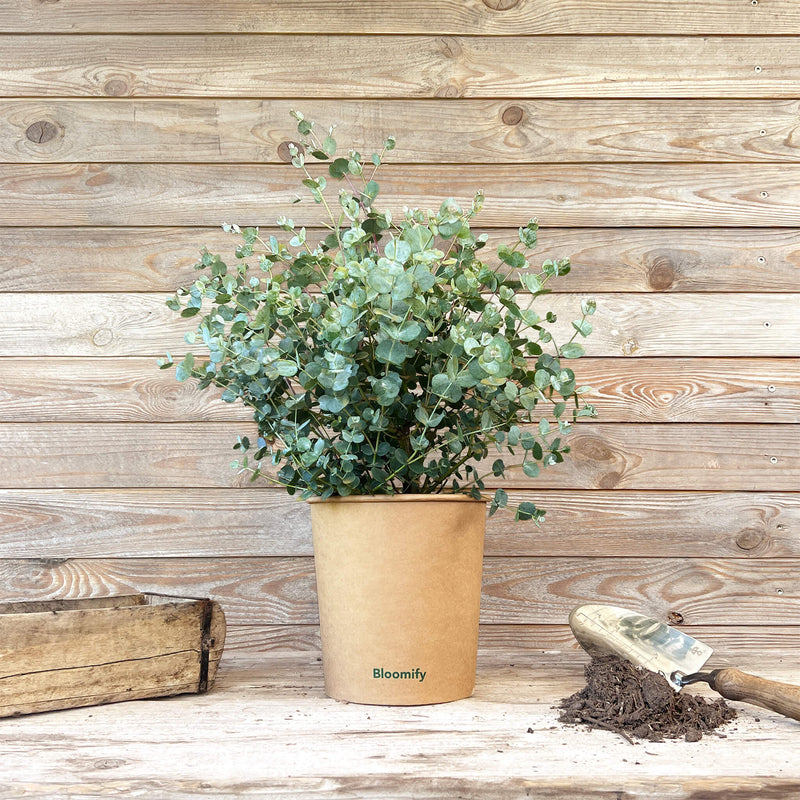 Eukalyptus mittel "Emil"
