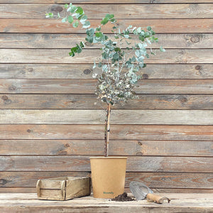 (B-Qualität) Eukalyptus Stamm "Eugenia"