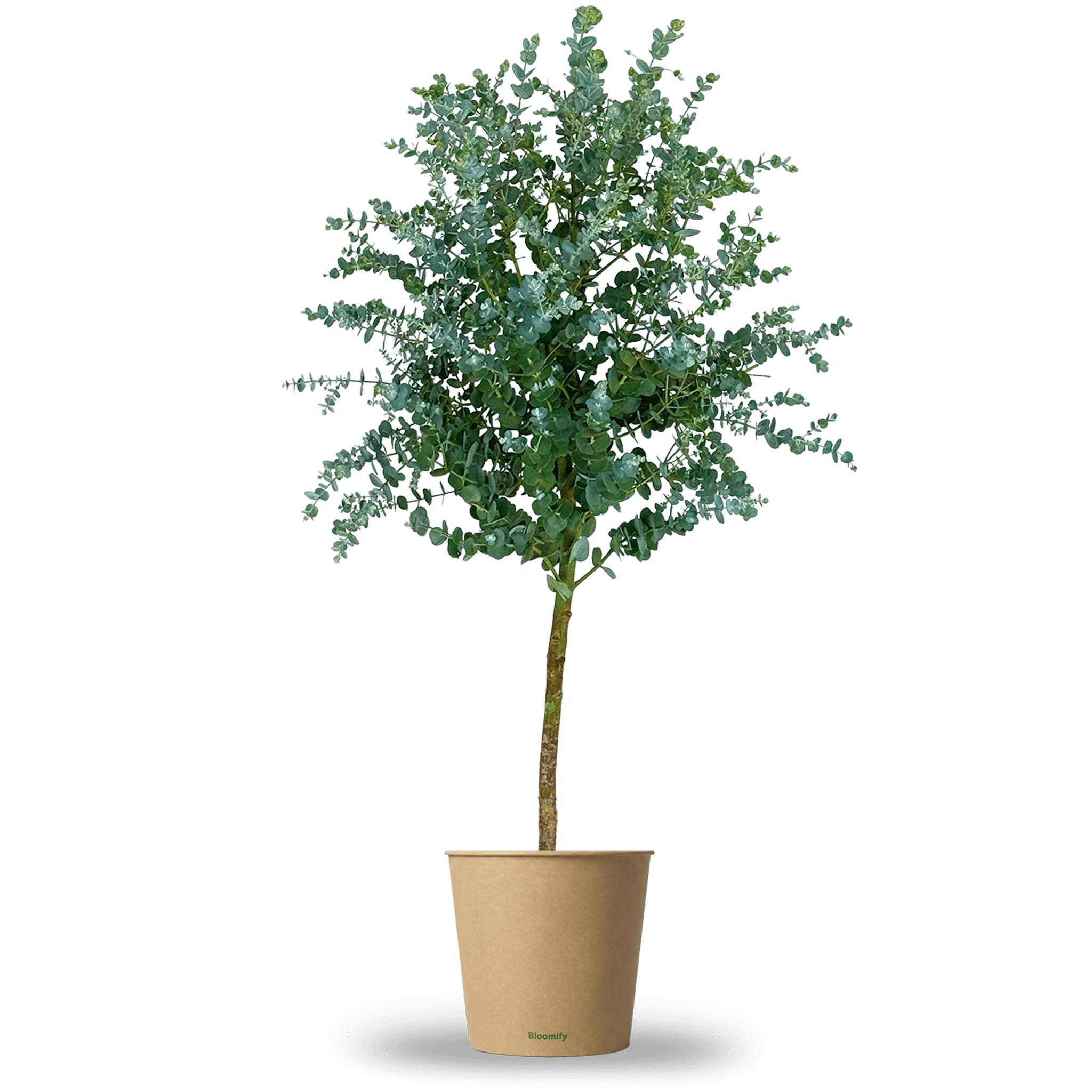 Eukalyptus Stamm "Eugenia"