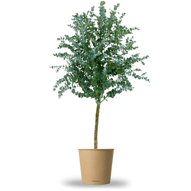 Eukalyptus Stamm "Eugenia"