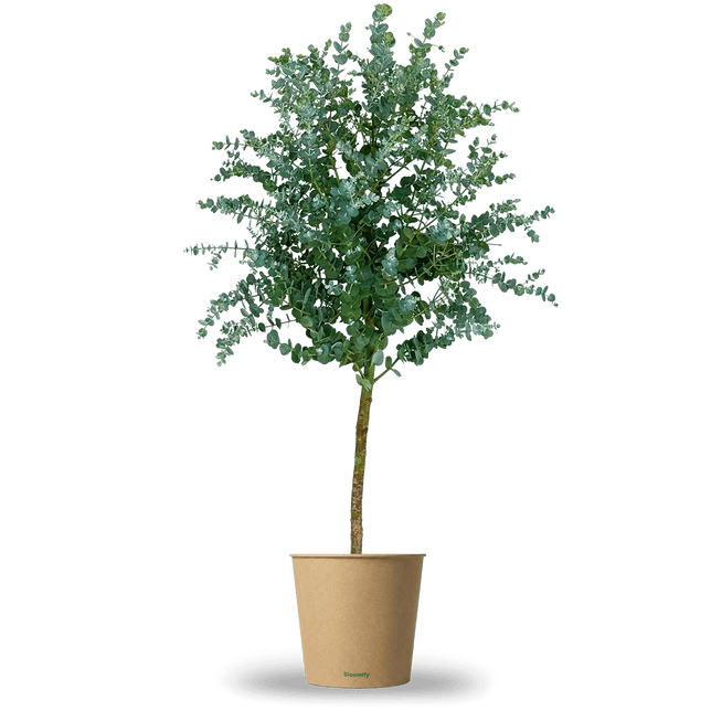 Eukalyptus Stamm "Eugenia"