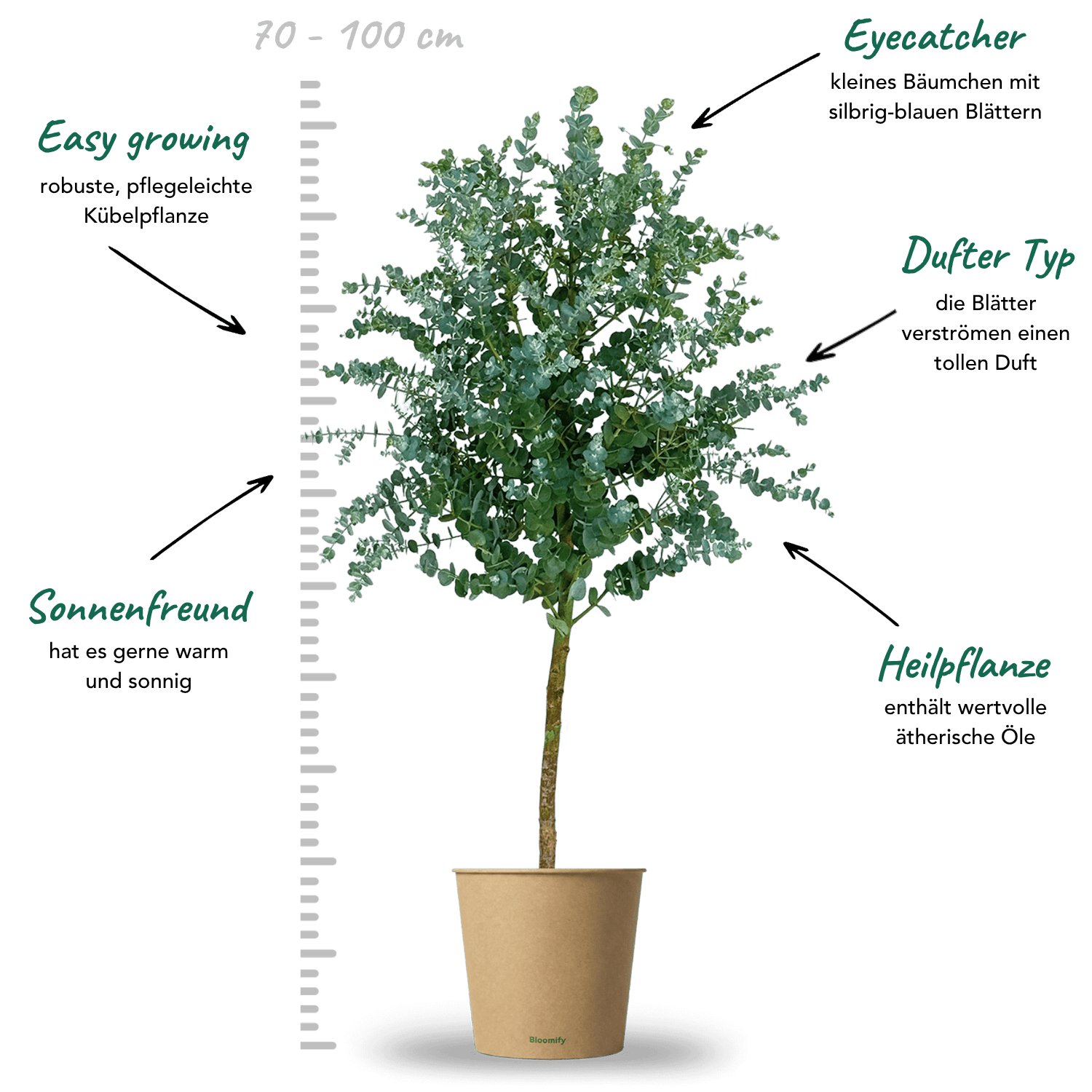 Eukalyptus Stamm "Eugenia"