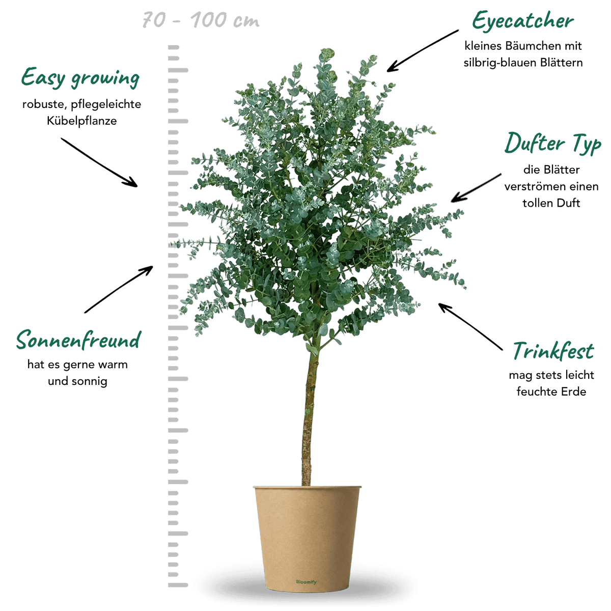 Eukalyptus Stamm „Eugenia“ – Eukalyptuspflanze in Gärtnerqualität kaufen