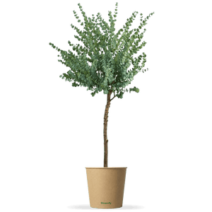 Eukalyptus Stamm mittel "Eugenia"
