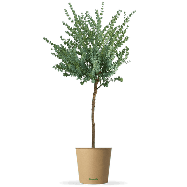 Eukalyptus Stamm mittel "Eugenia"