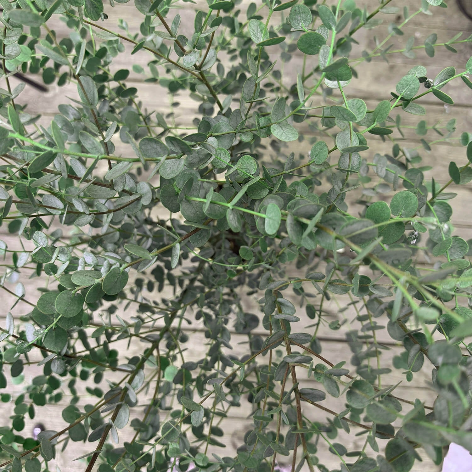 Eukalyptus Stamm mittel "Eugenia"