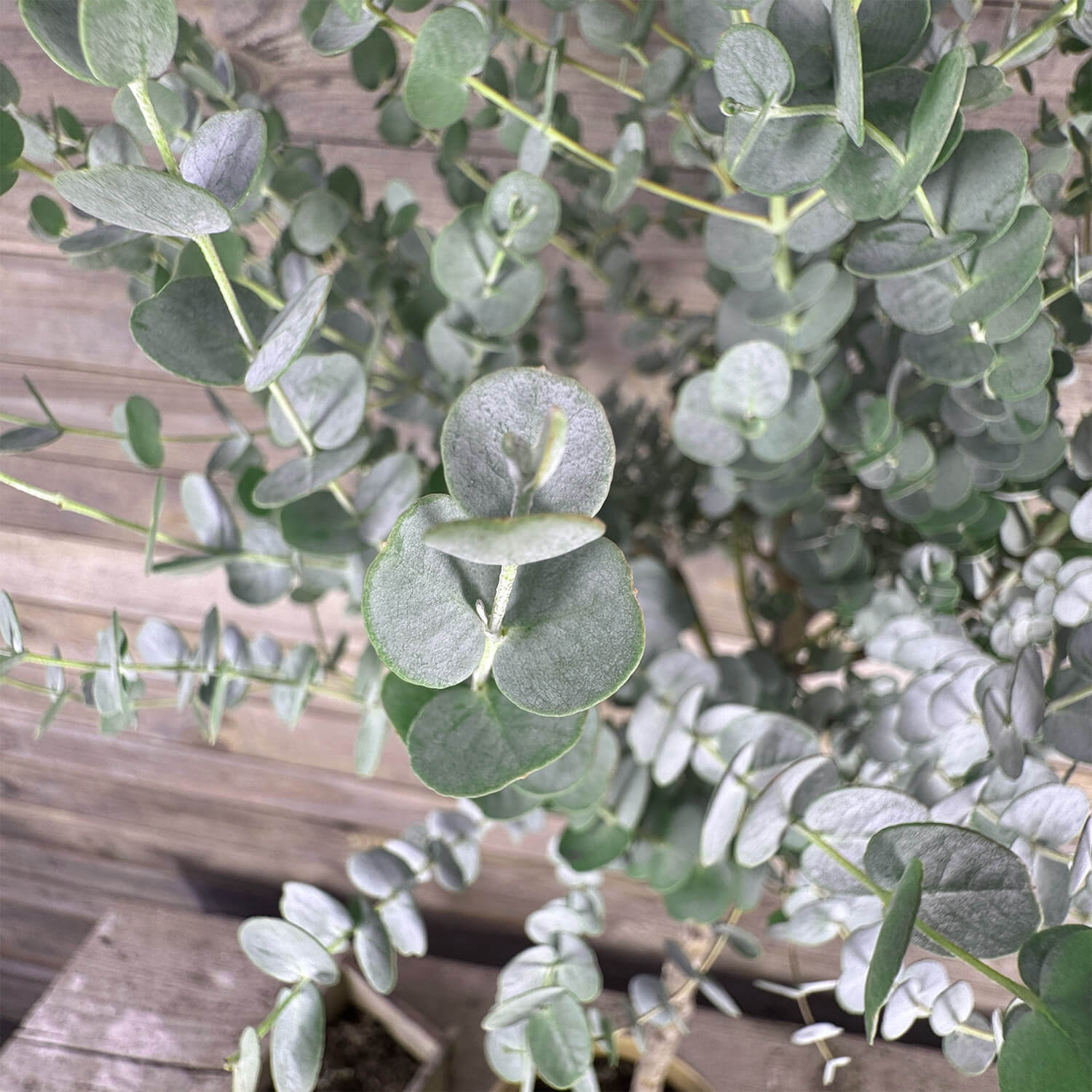 Eukalyptus Stamm mittel "Eugenia"