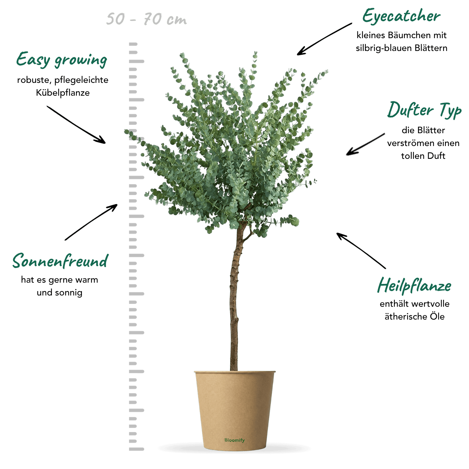Eukalyptus Stamm mittel "Eugenia"