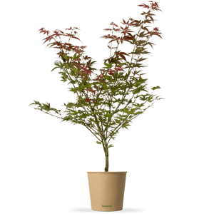 Fächer-Ahorn "Antonia"