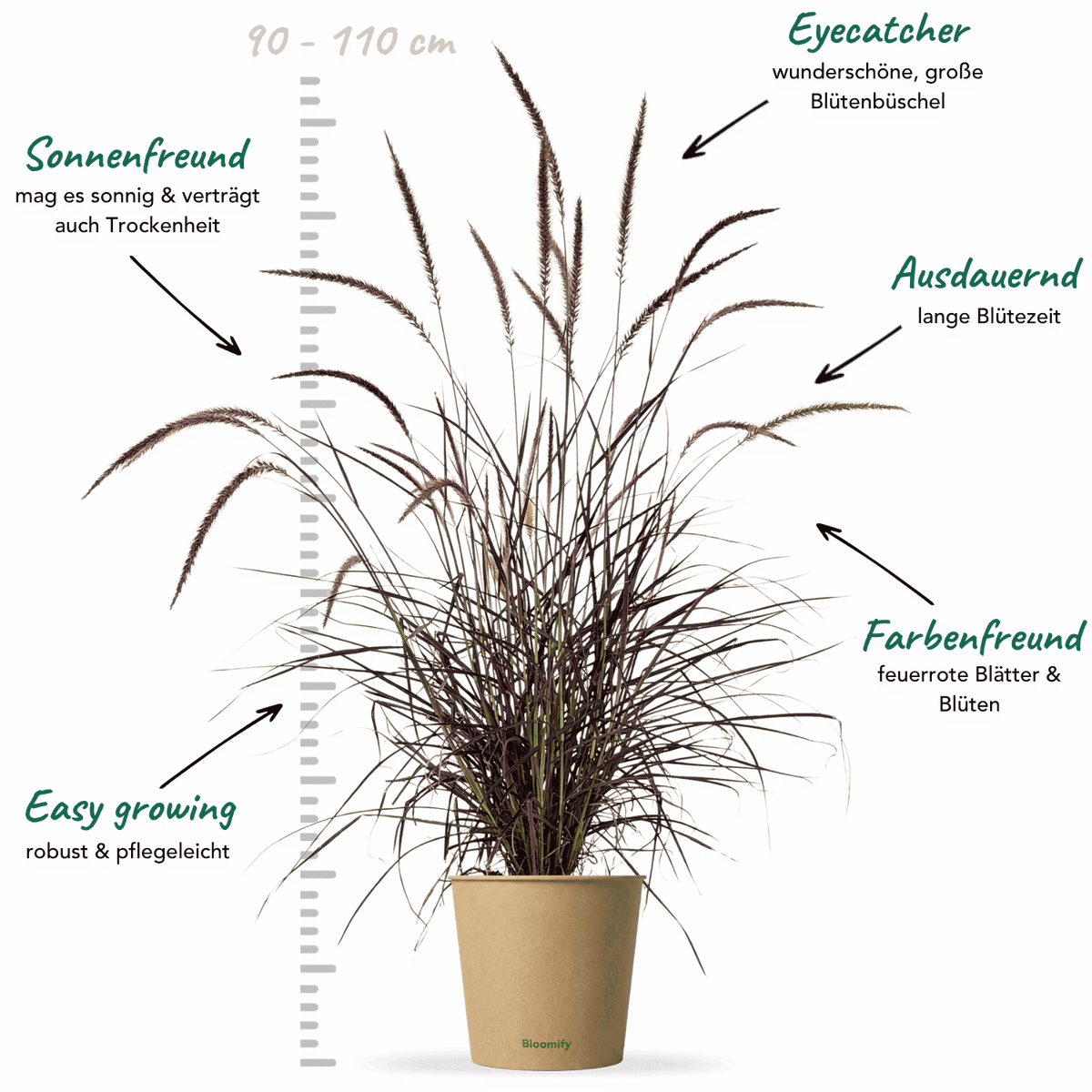 Federborstengras "Federico"