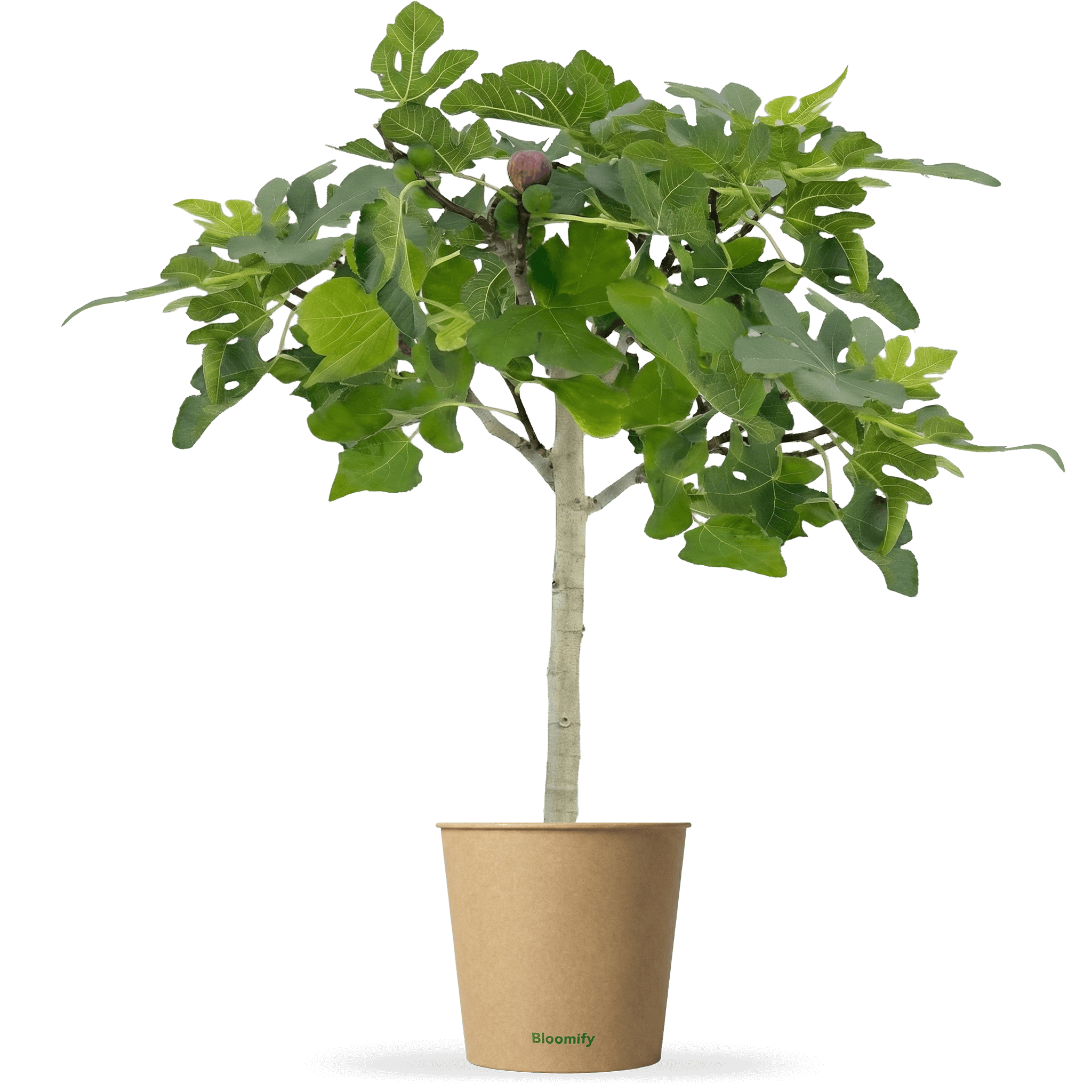 Balkon-Feigenbaum "Flavio"