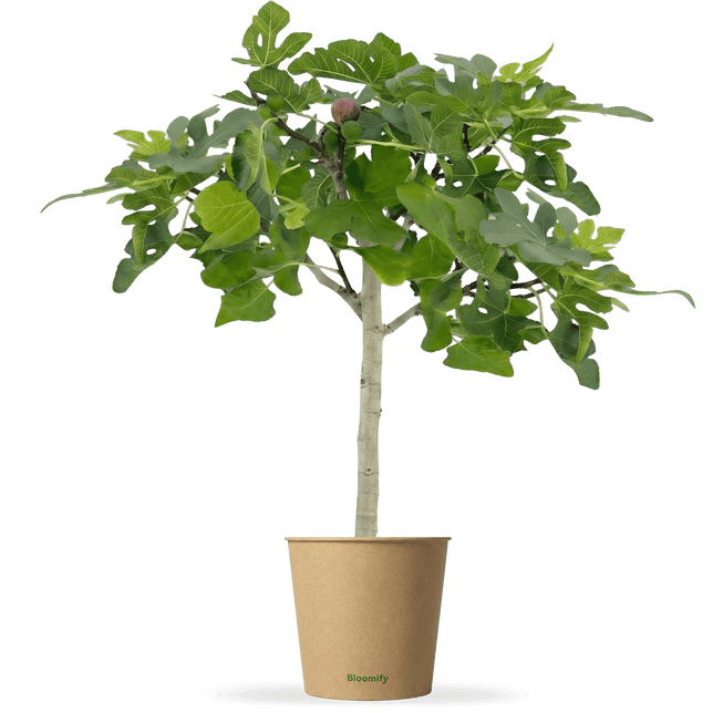 Balkon-Feigenbaum "Flavio"