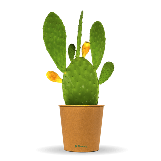 Feigenkaktus "Kalle"