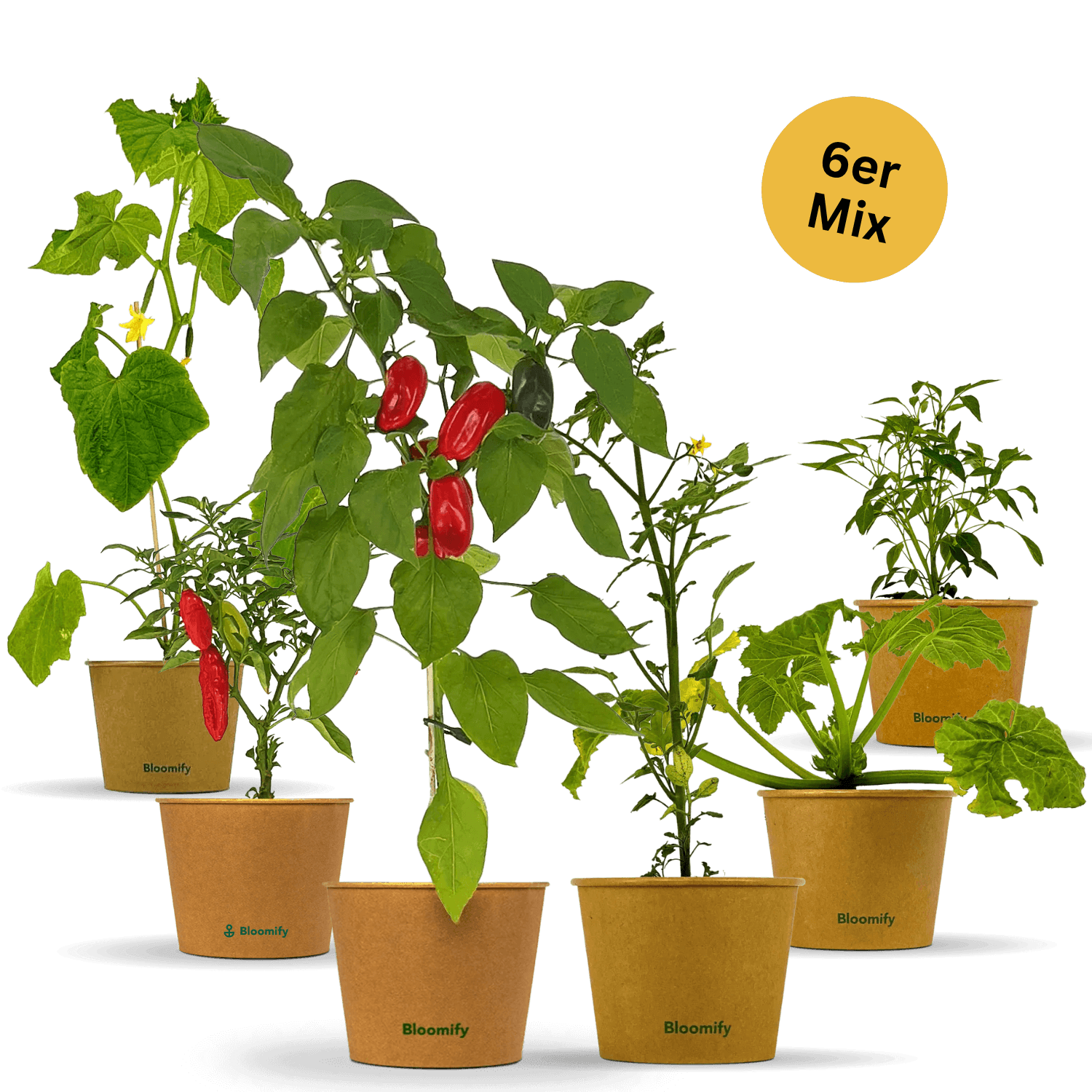 6x Balkon-Gemüse "Mix"