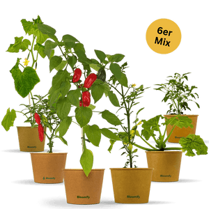6x Balkon-Gemüse "Mix"