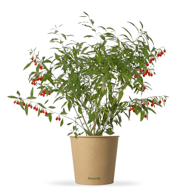 Goji-Beere "Günther" (Bio)