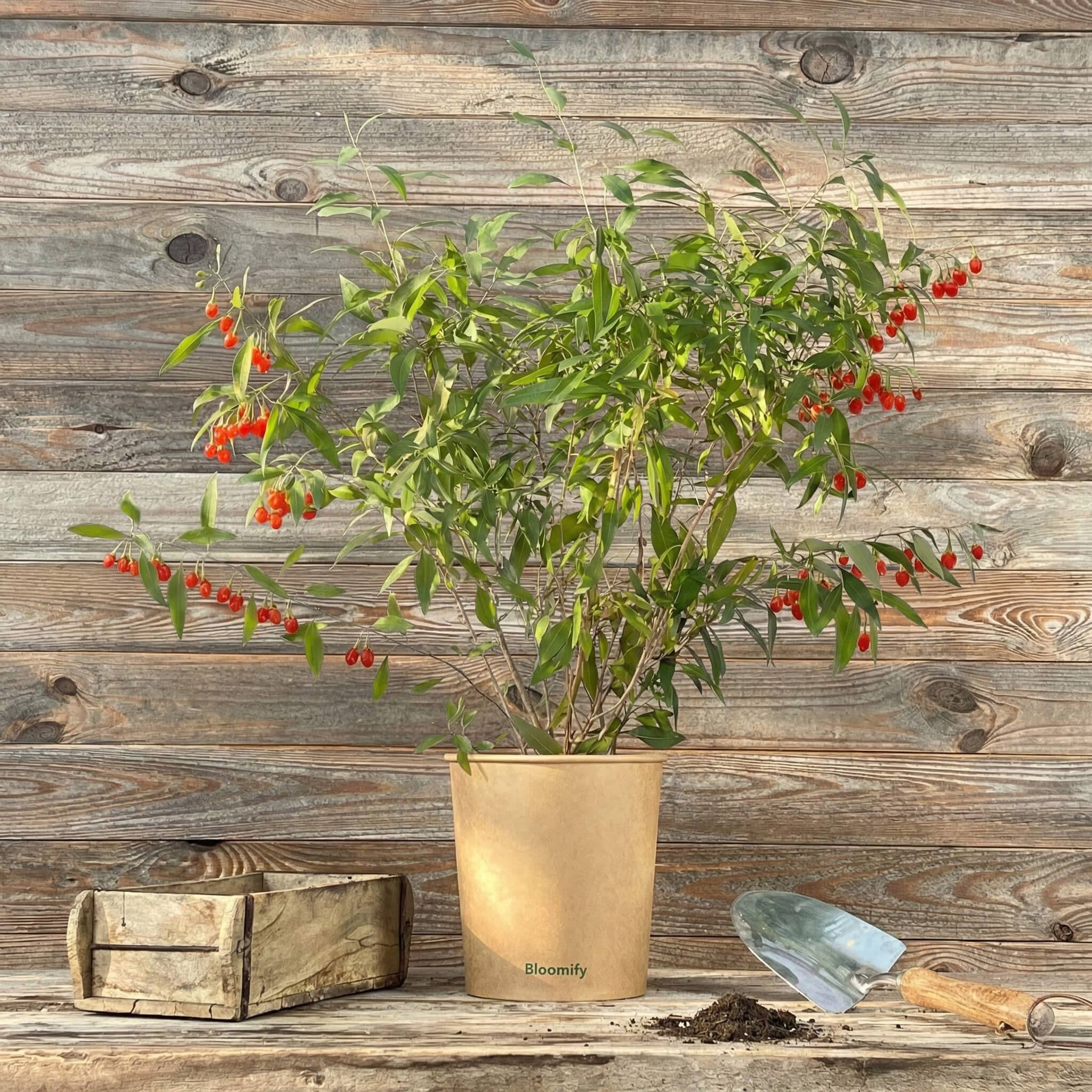 Goji-Beere "Günther" (Bio)