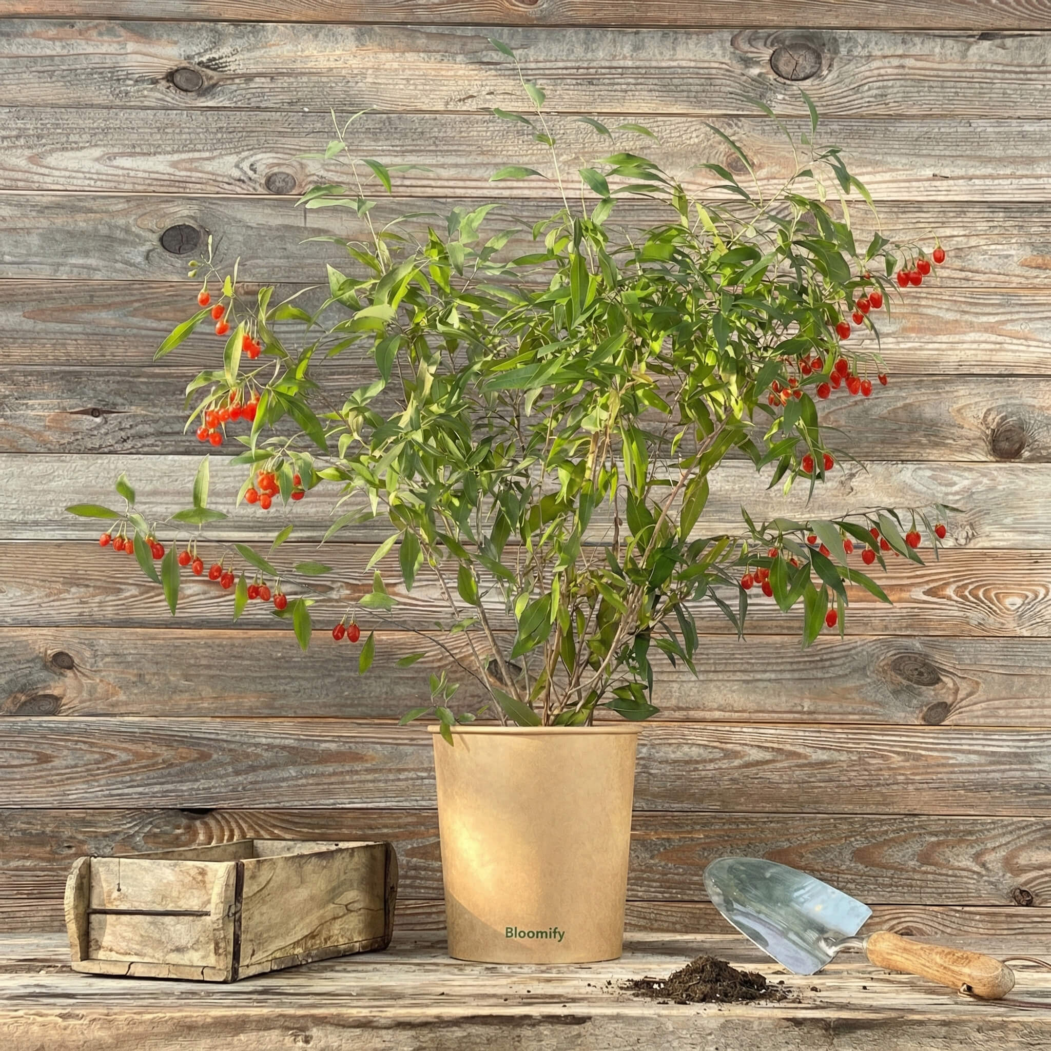 Goji-Beere "Günther" (Bio)