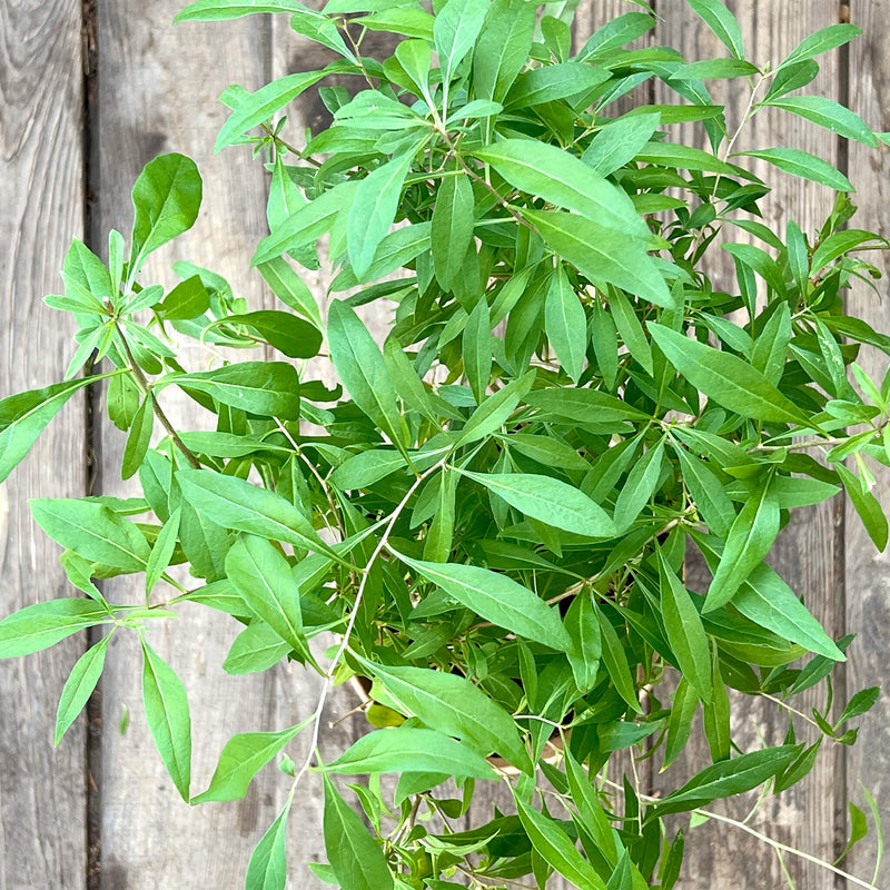 Goji-Beere "Günther" (Bio)