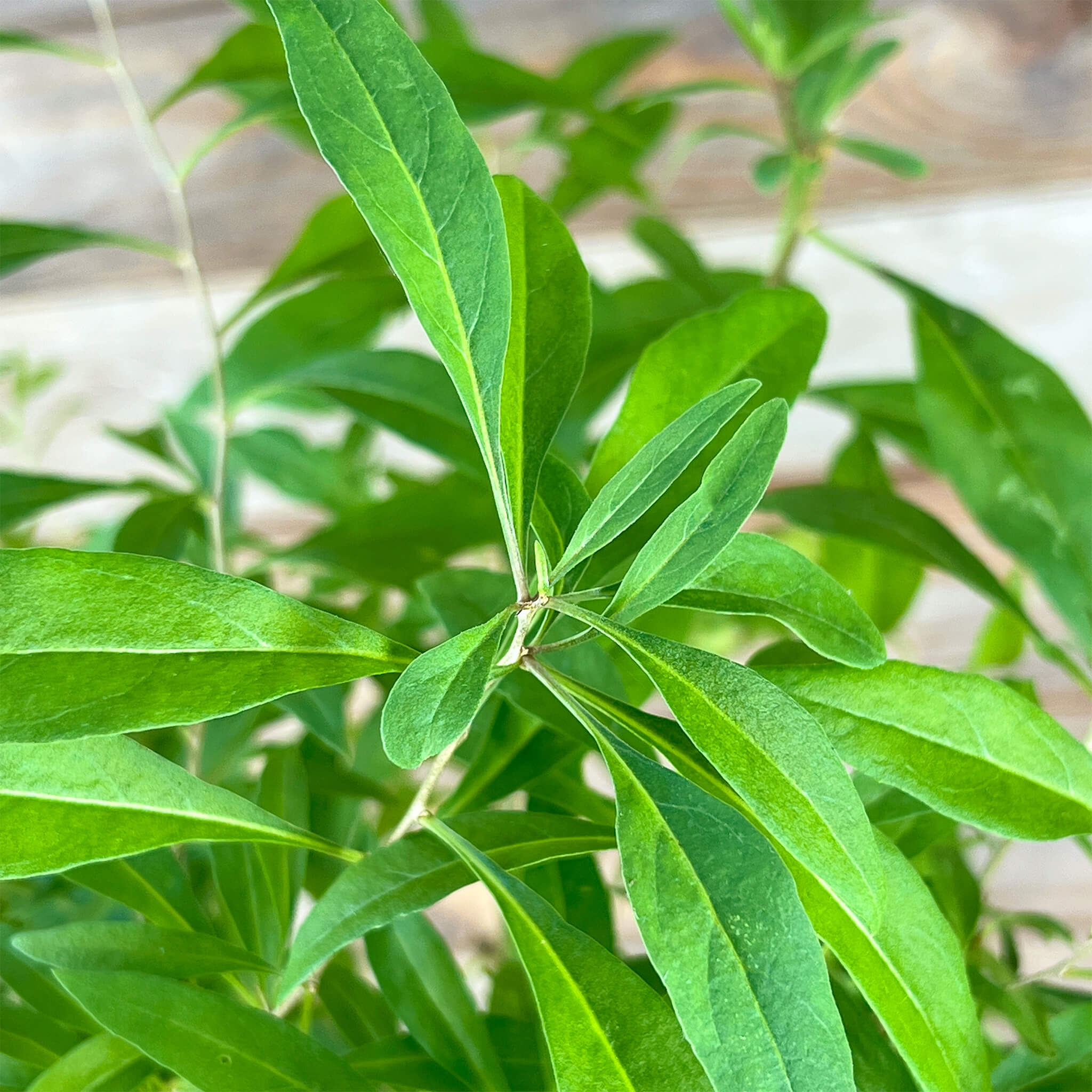 Goji-Beere "Günther" (Bio)