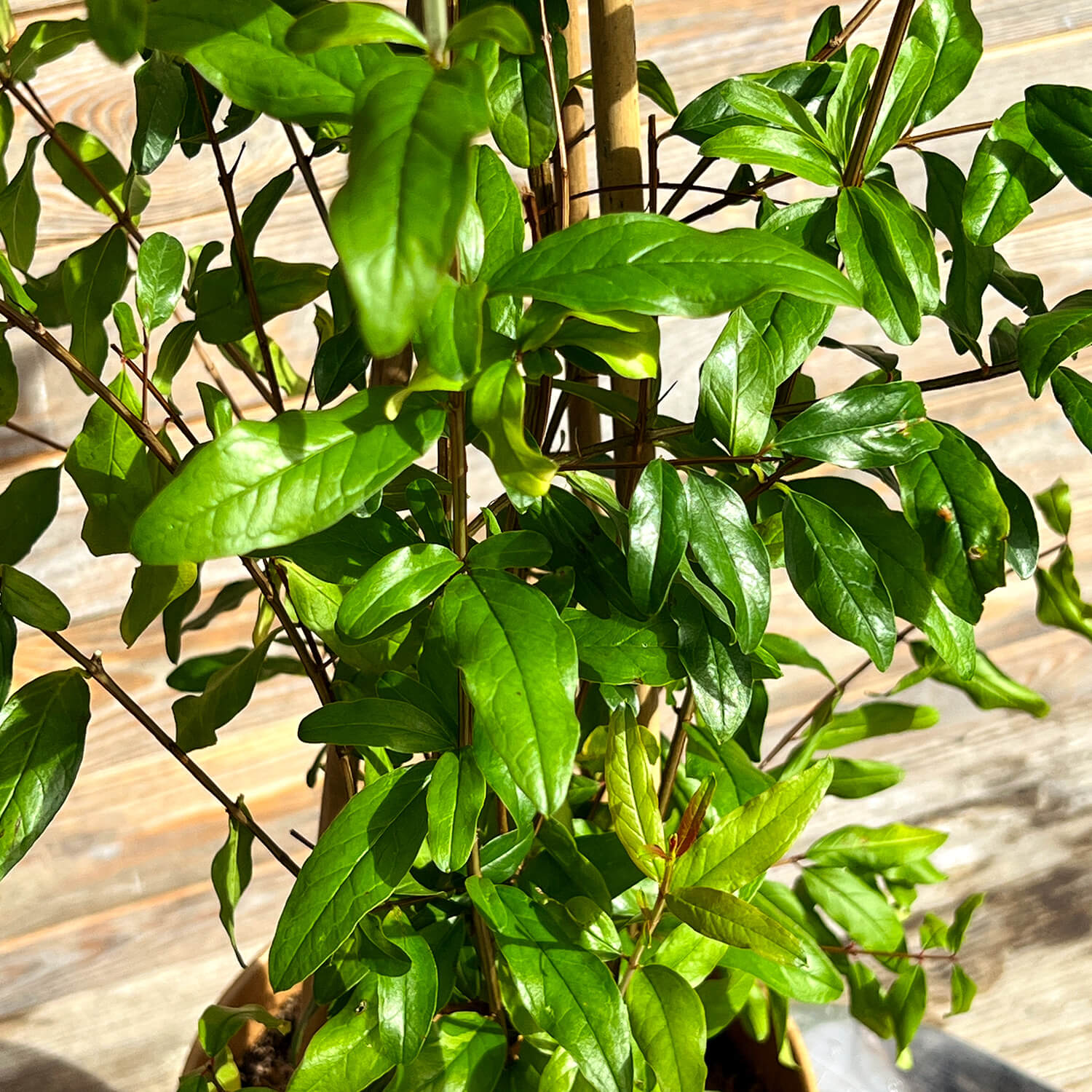 Granatapfel "Grace"